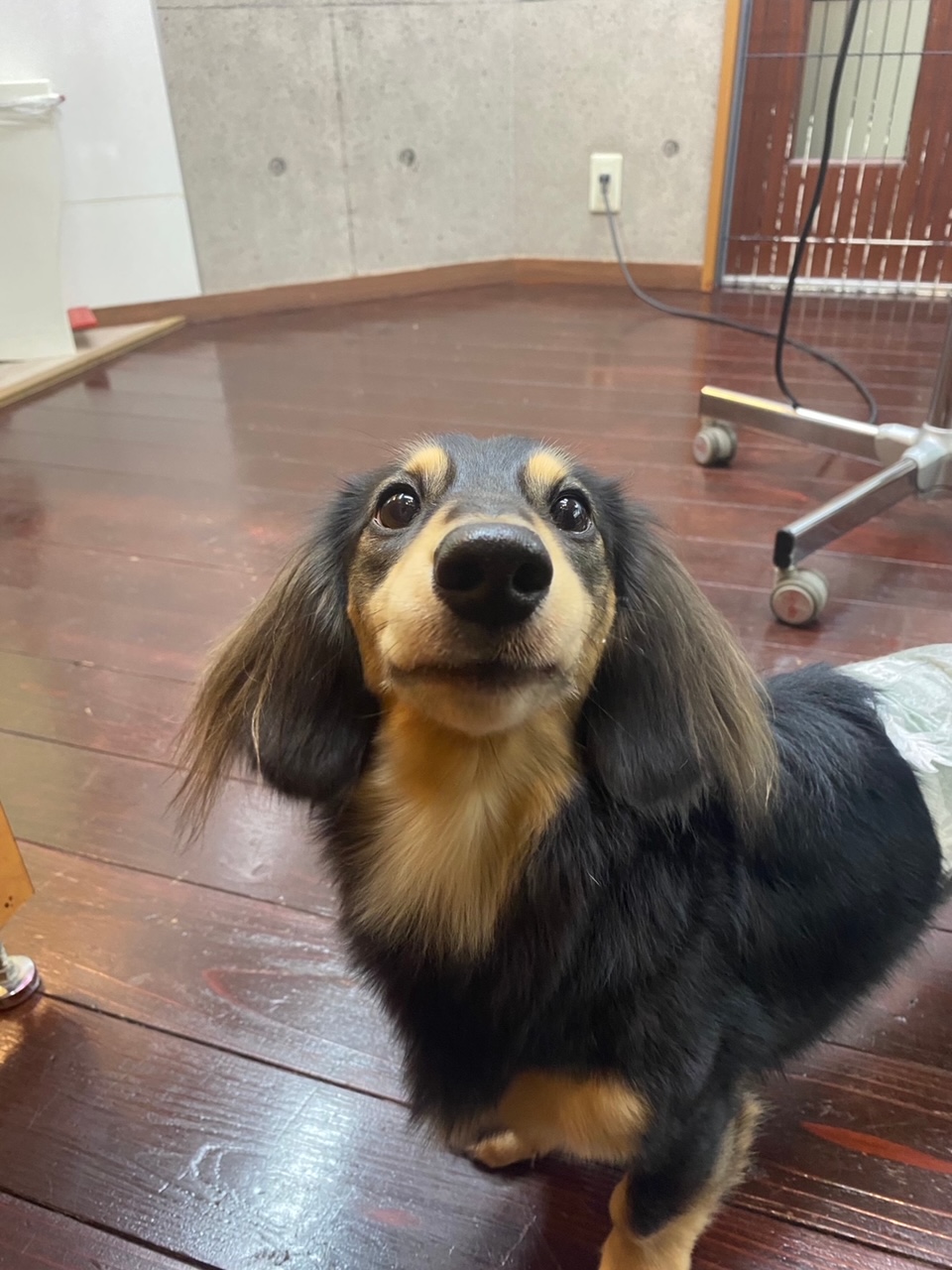 ホーリーちゃん🐶