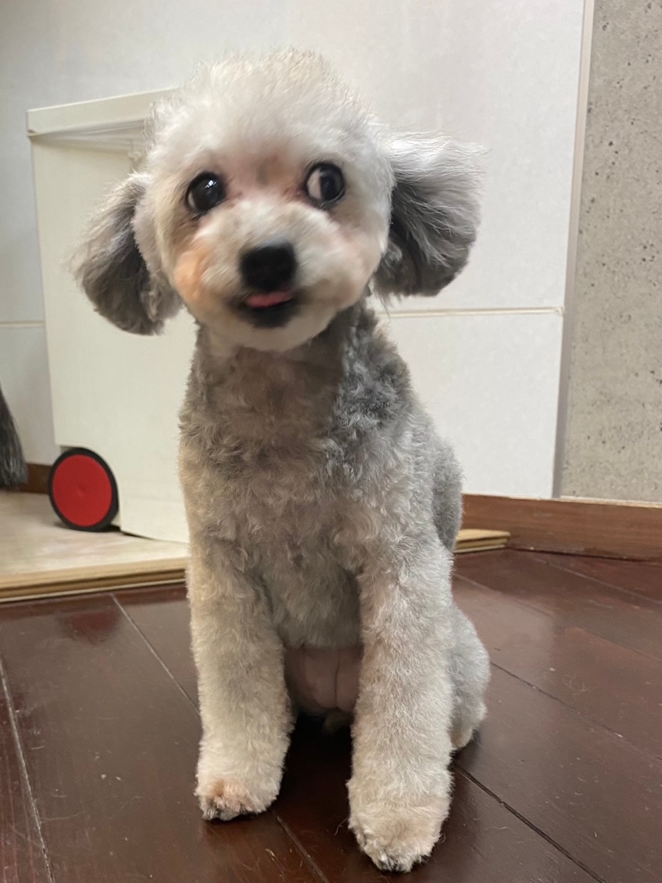 シルキーちゃん🐩