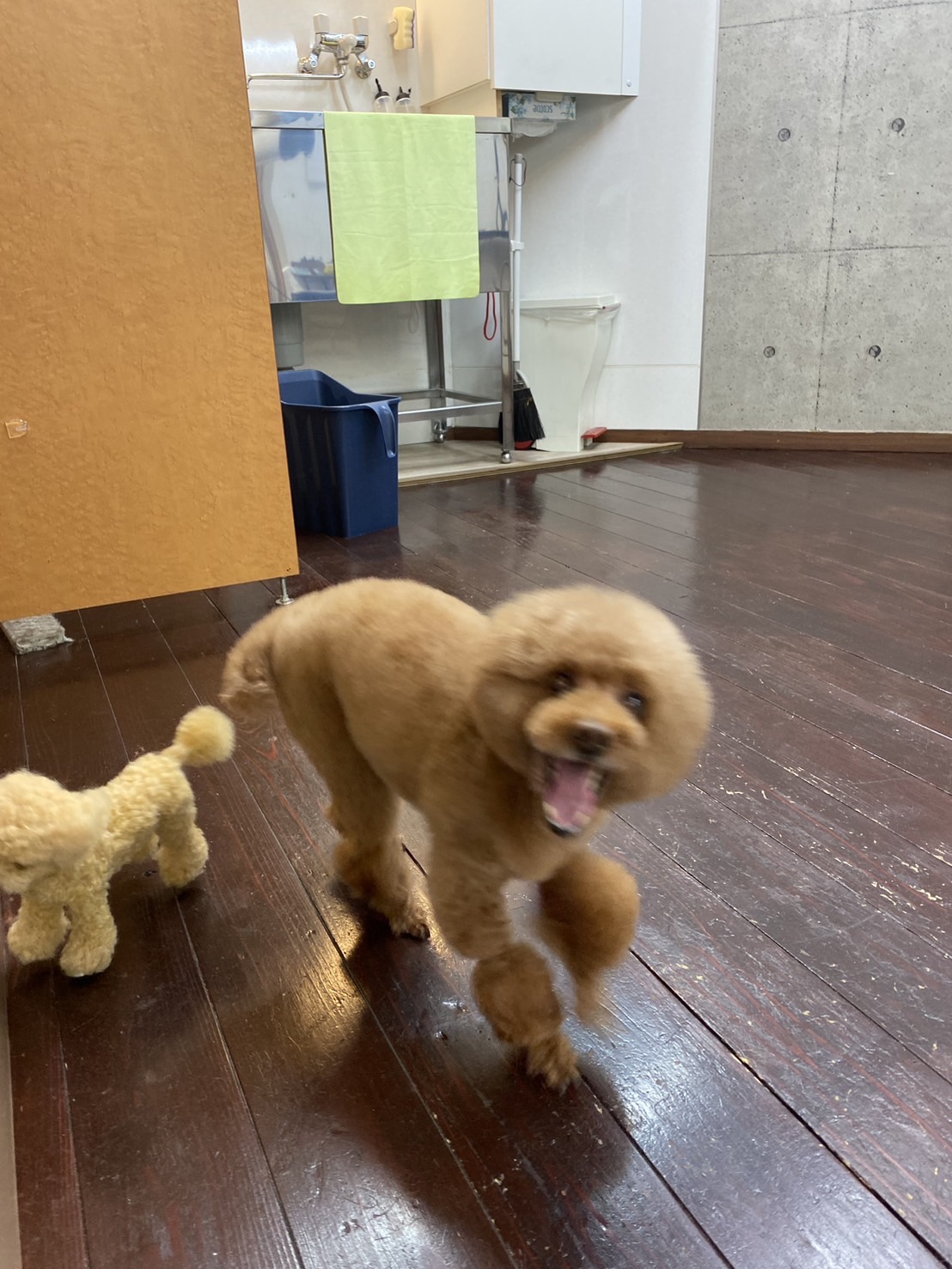 ここあちゃん🐩