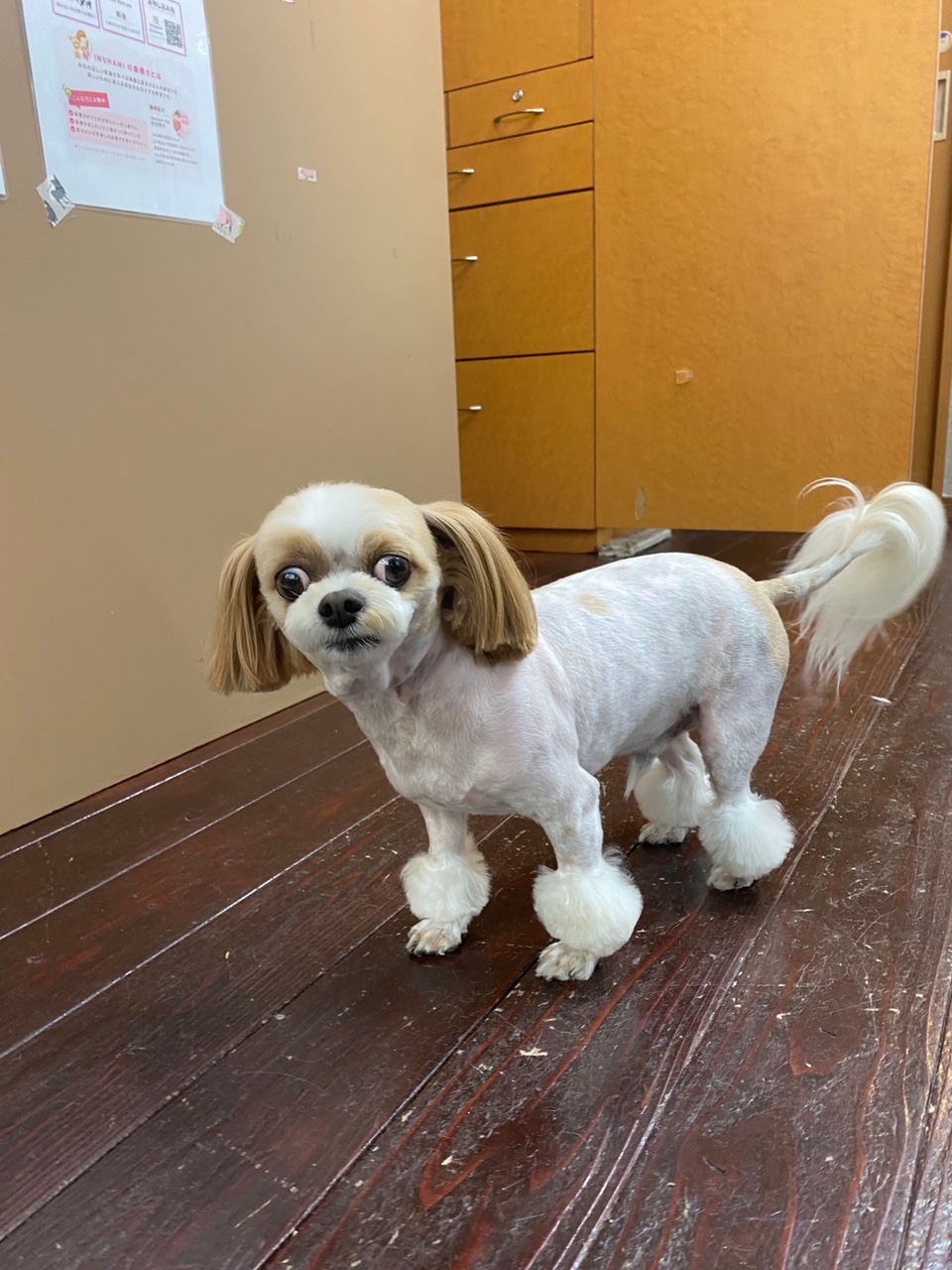 レオンちゃん🐶