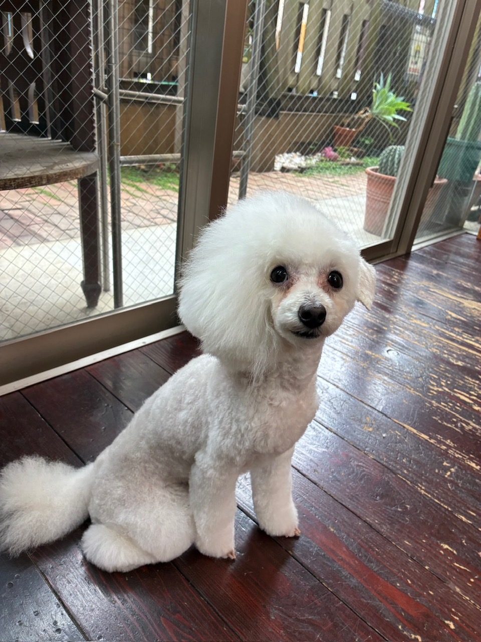 北斗ちゃん🐩