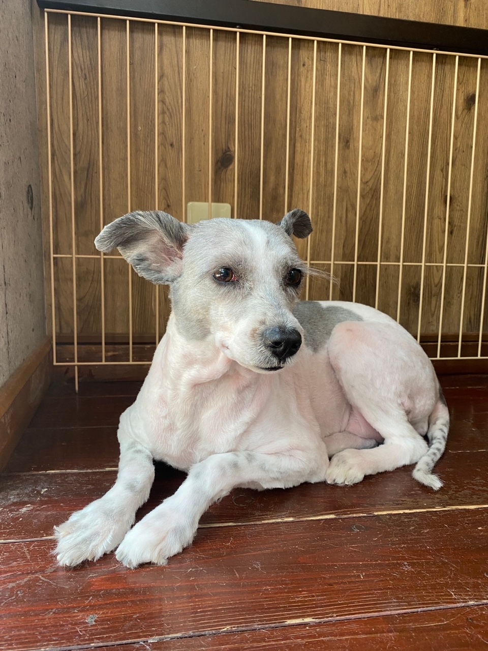 ドゥンバちゃん?