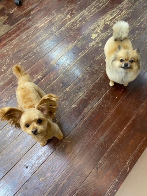 イルちゃん＆アムちゃん?