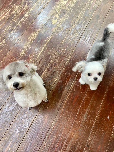 つくしちゃん＆豆大福?