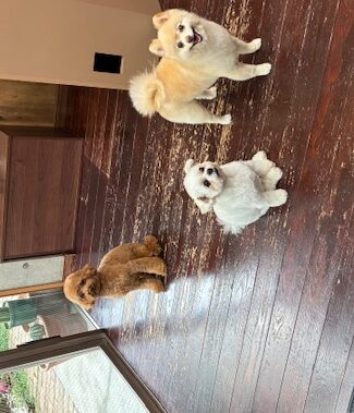 Fuuuちゃんとニコちゃんとペコちゃん🐶🐶🐶
