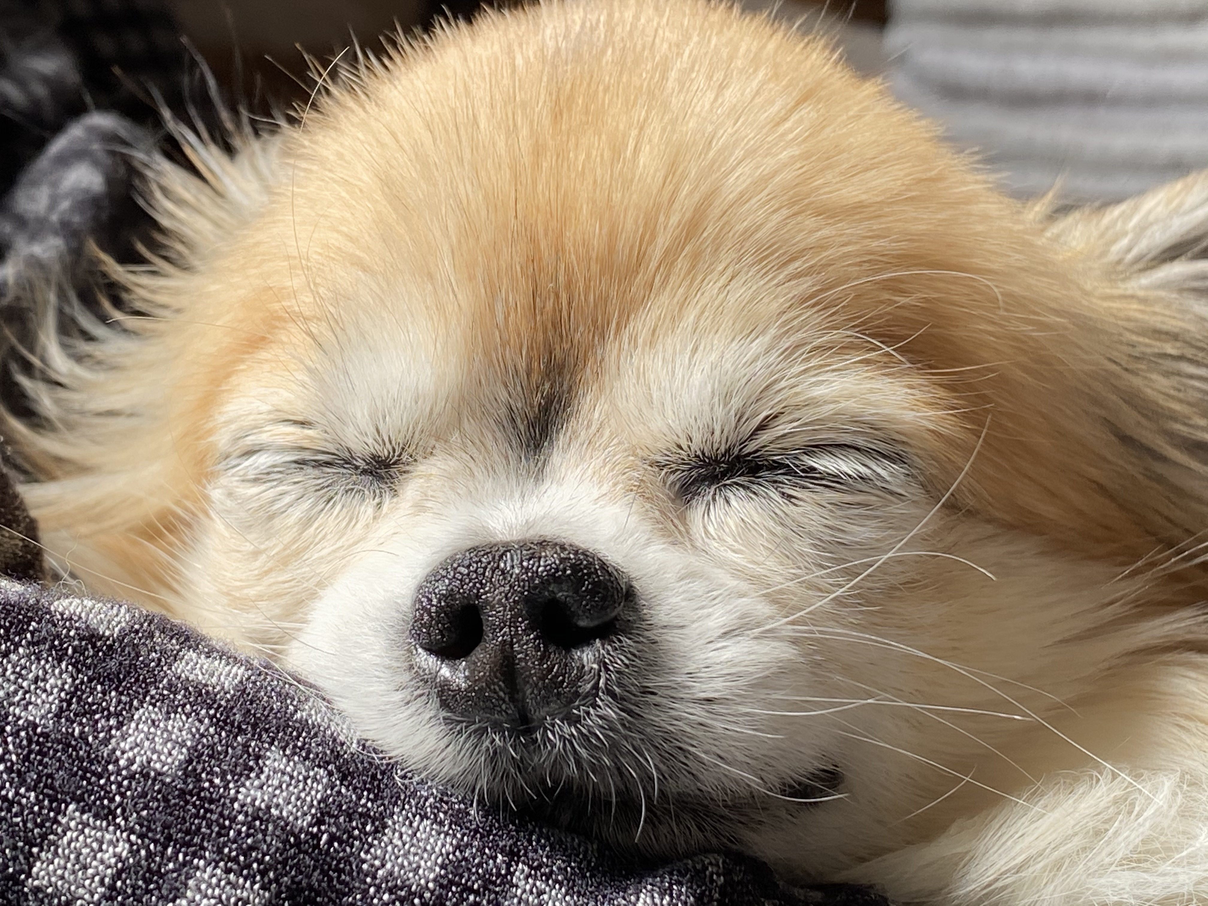 我が家のセーナ大特集(親ばか)！！　その1