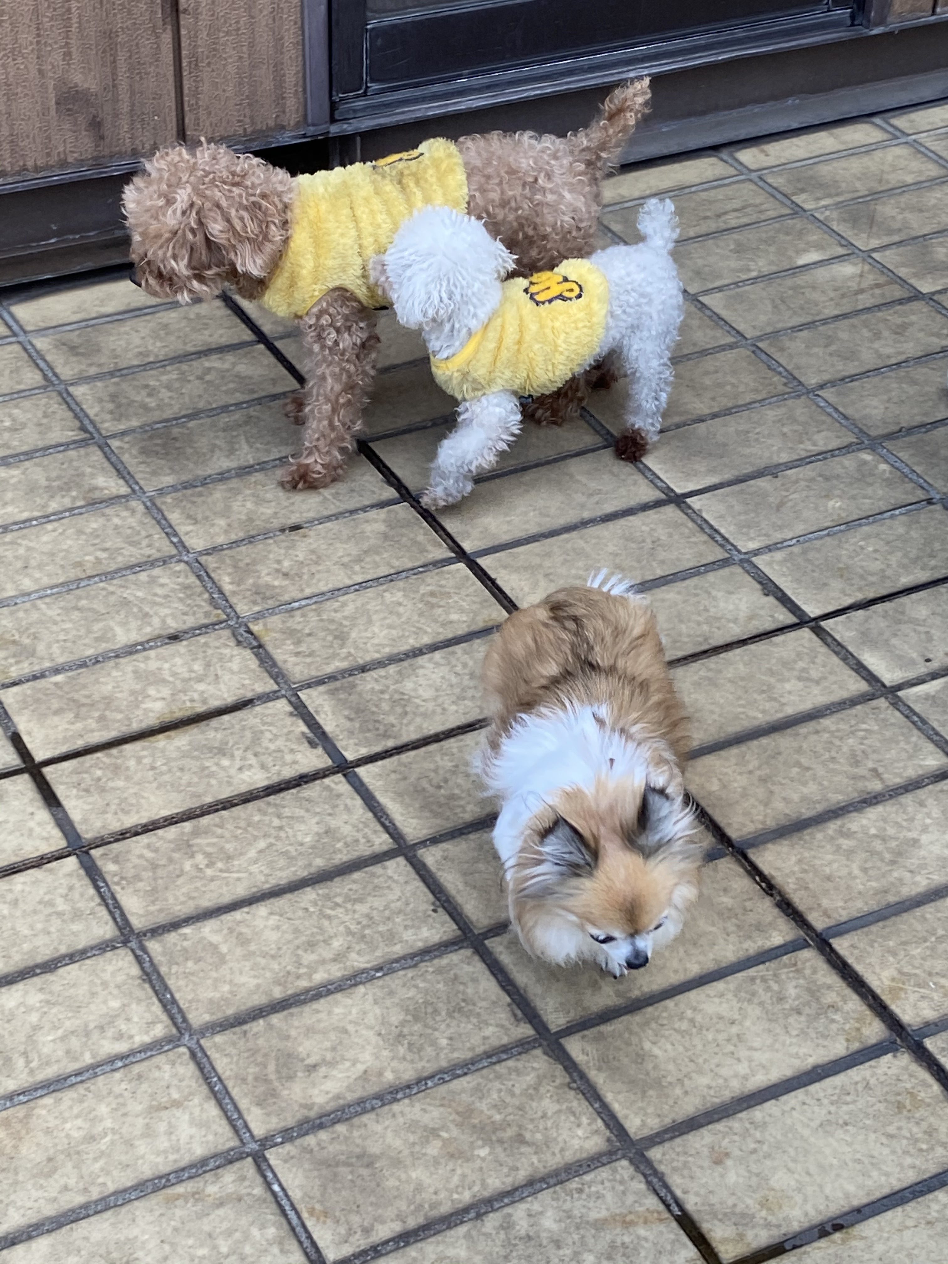 我が家のセーナ大特集(親ばか)！！　その2