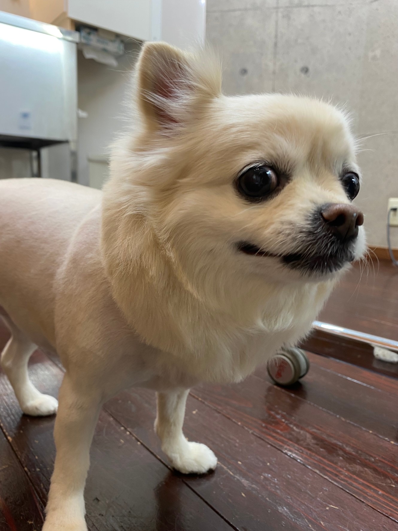 ラヴちゃん🐶