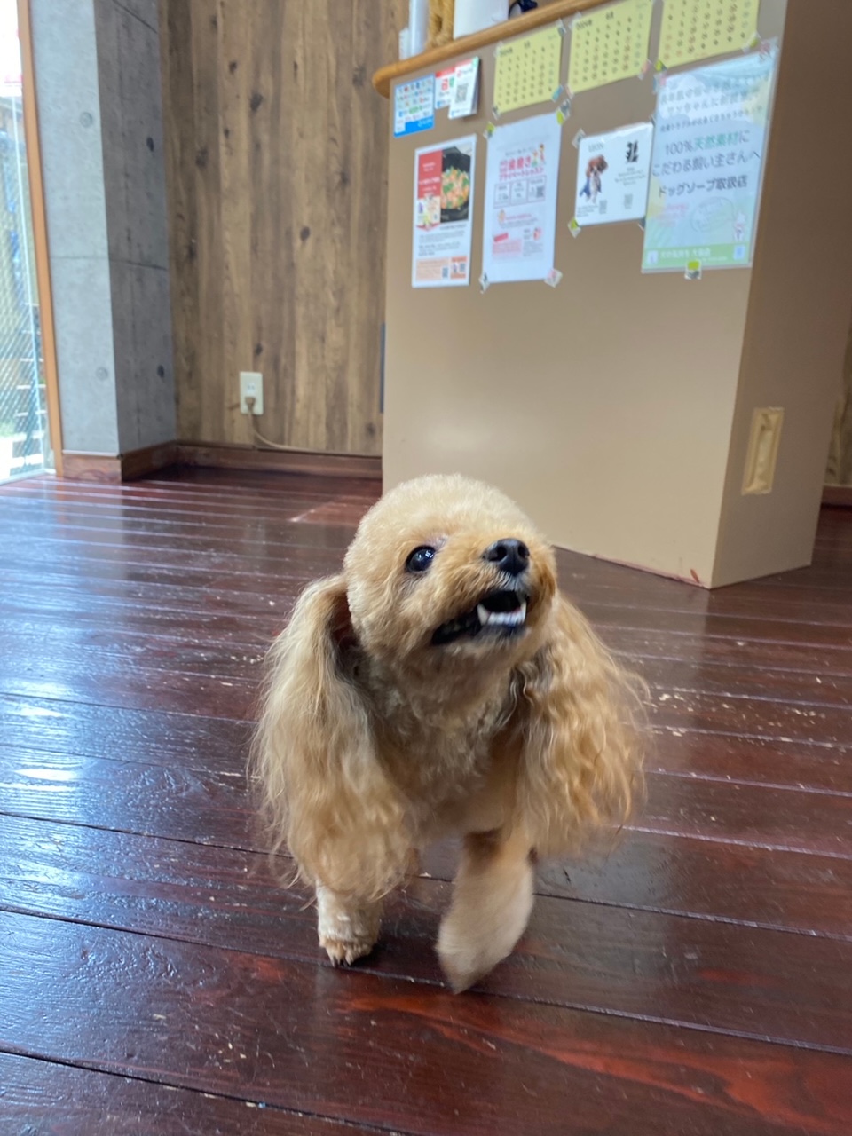 レイナちゃん🐩