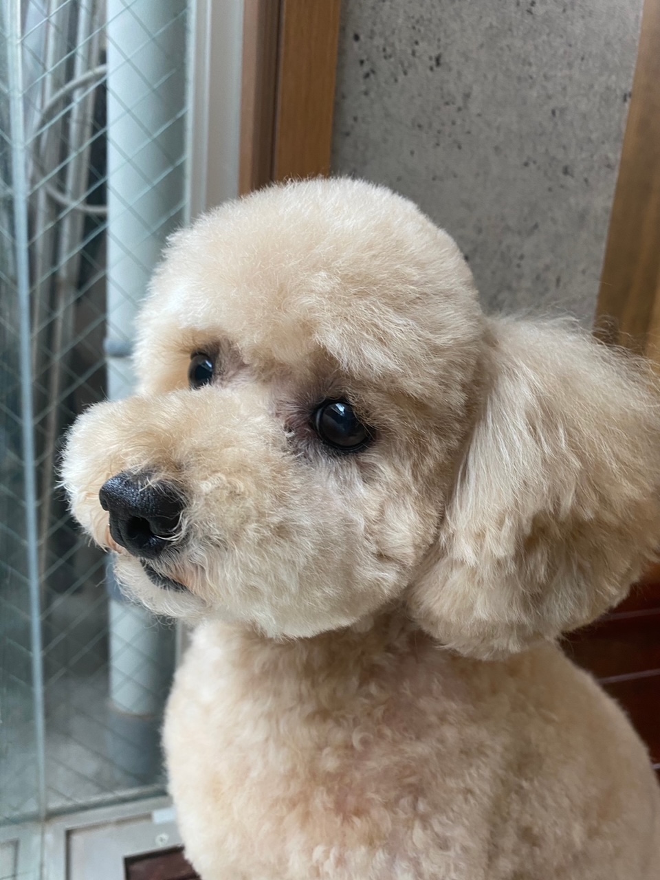 チップちゃん🐩