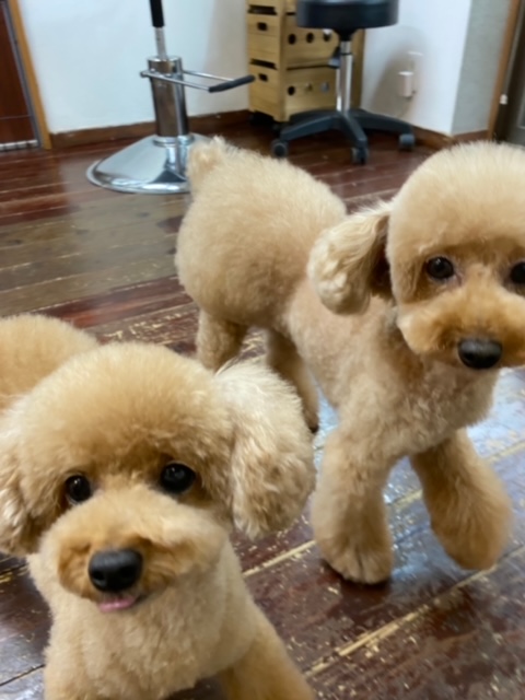 グリコ・マルコちゃん(双子ちゃん)??