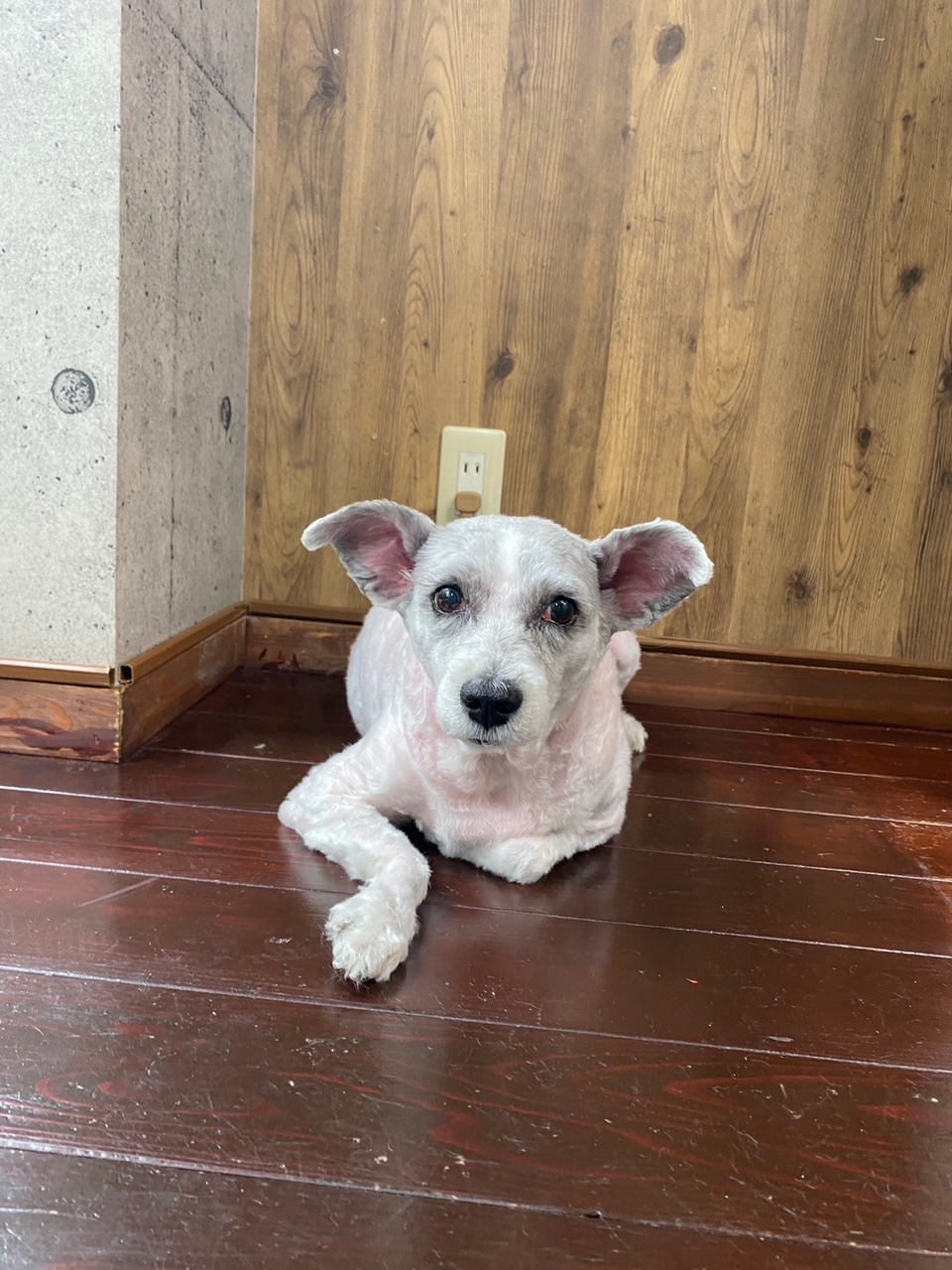 ドゥンバちゃん🐶