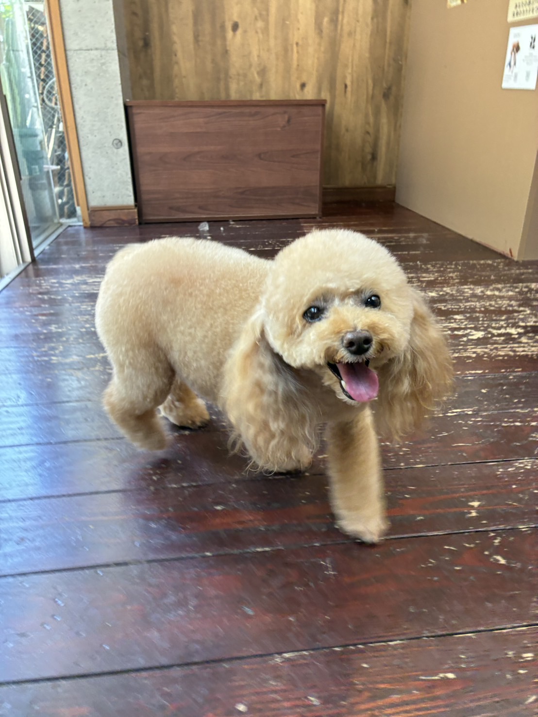 レイナちゃん🐩