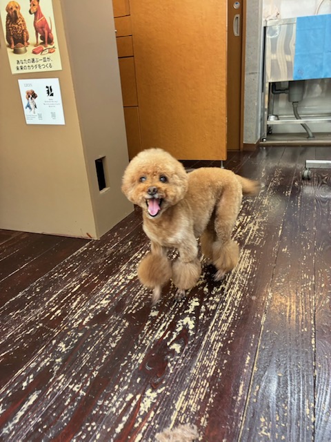ここあちゃん🐩