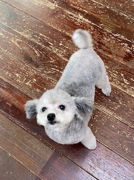 シルキーちゃん?