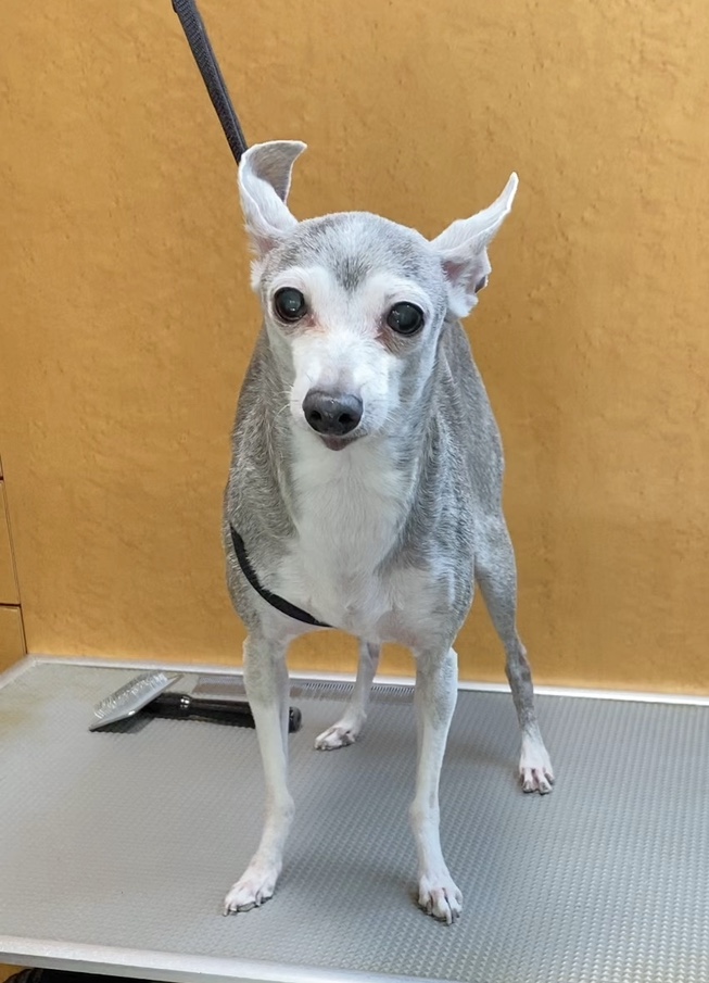 マックィーンちゃん！