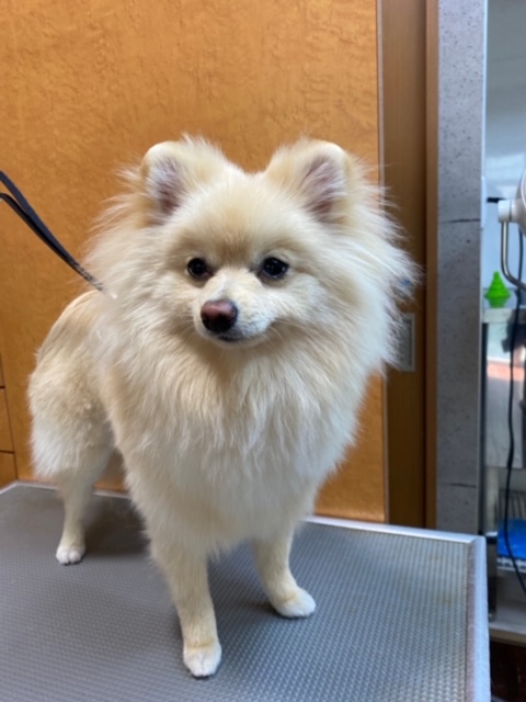 Fuuu(ふぅ)ちゃん！