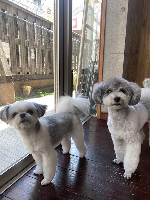 つくしちゃん🐩豆大福ちゃん🐶