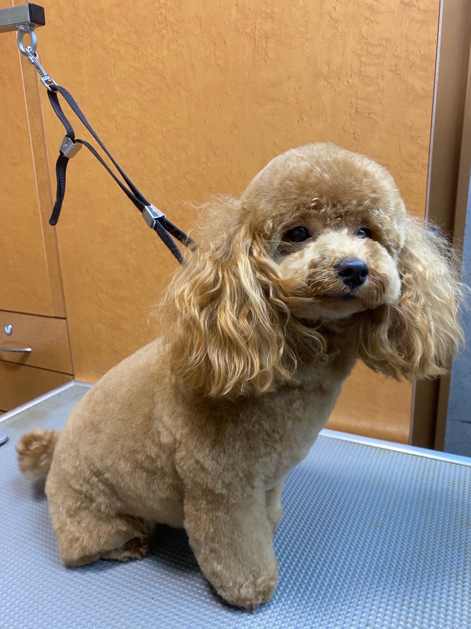 レイナちゃん！