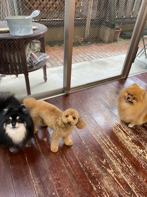 きなこ&あんちゃんア～ンドこすずちゃん???