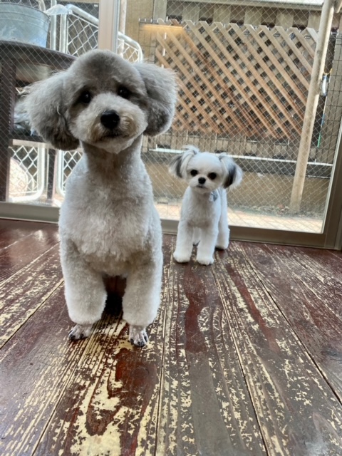 つくしちゃんと豆大福ちゃん?