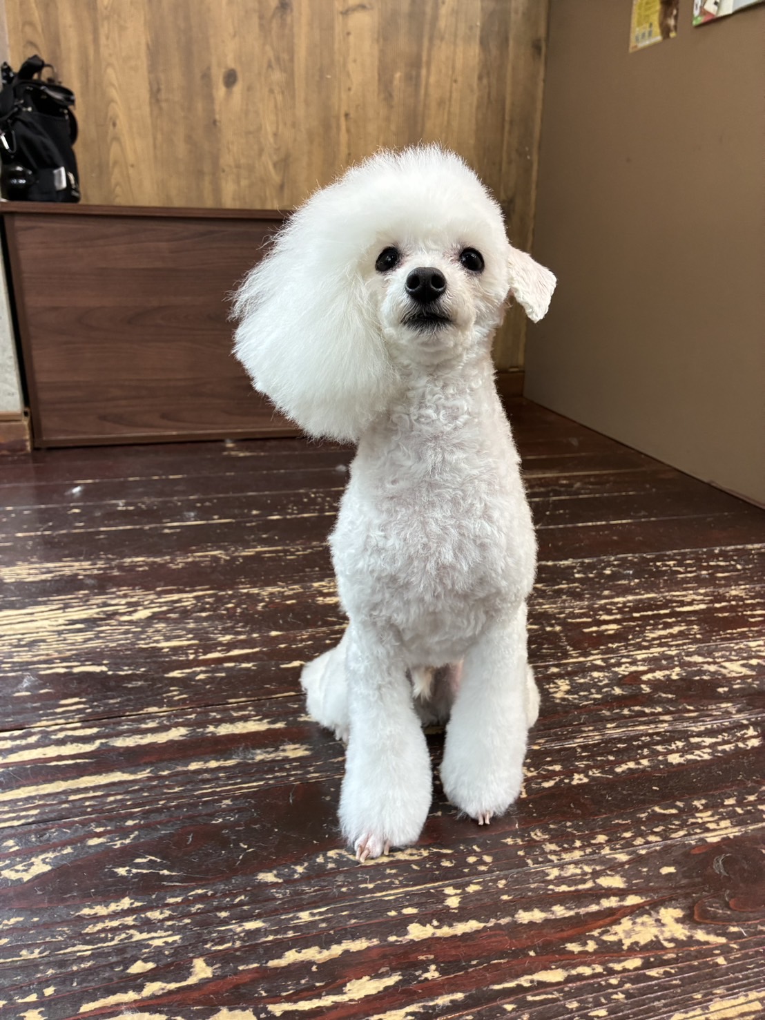 北斗ちゃん🐩