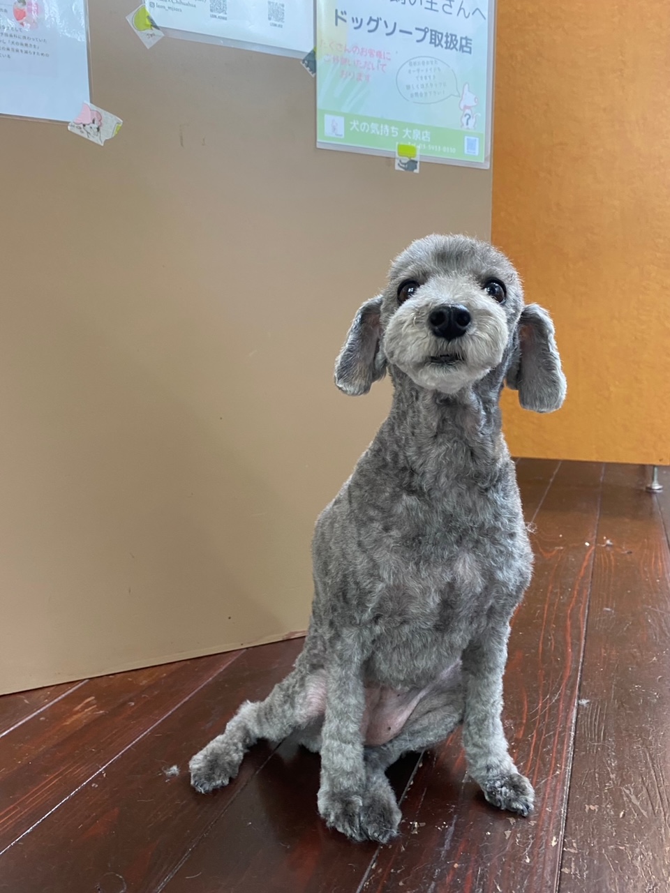 オハナちゃん🐩