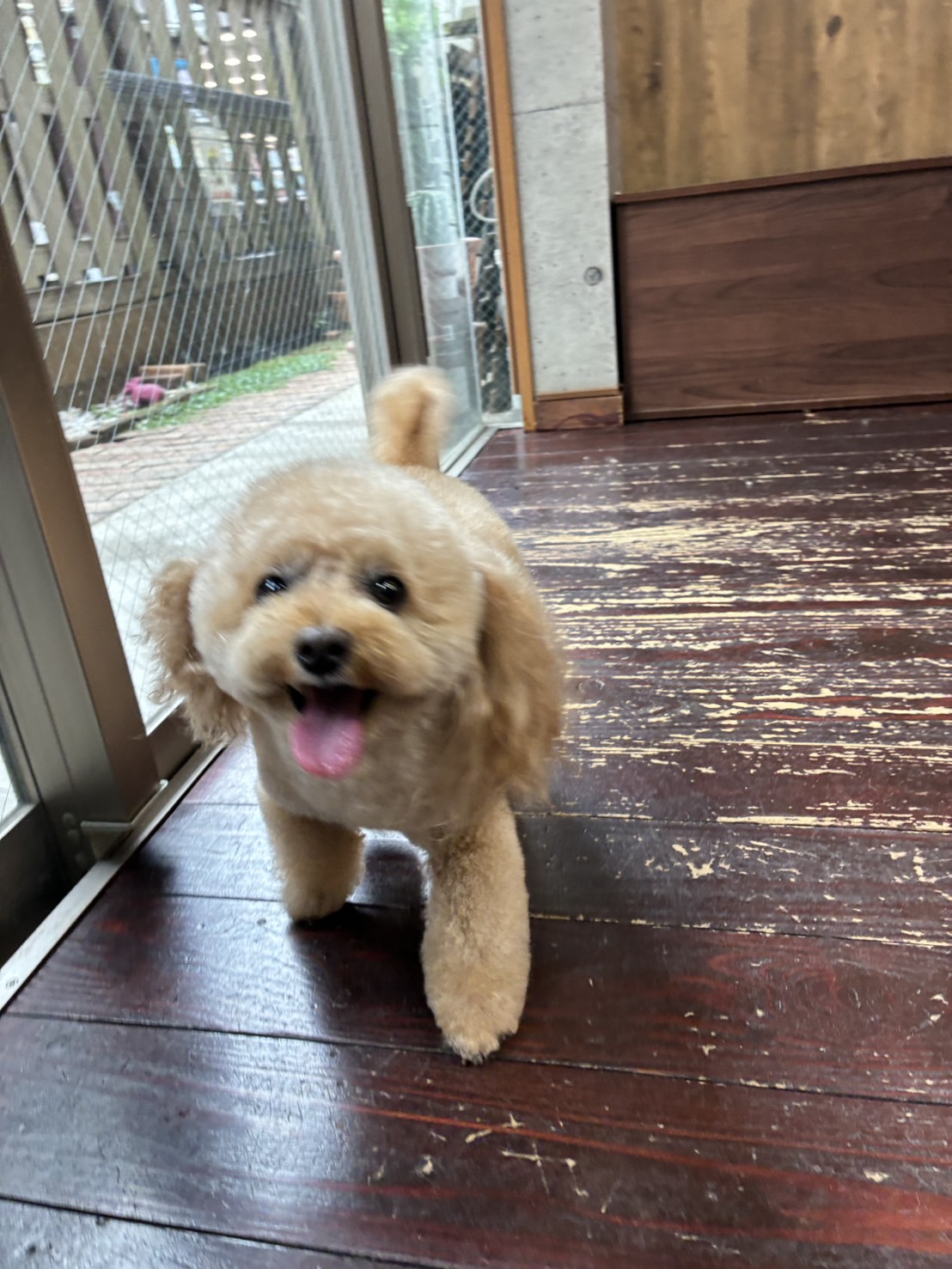 レイナちゃん🐩