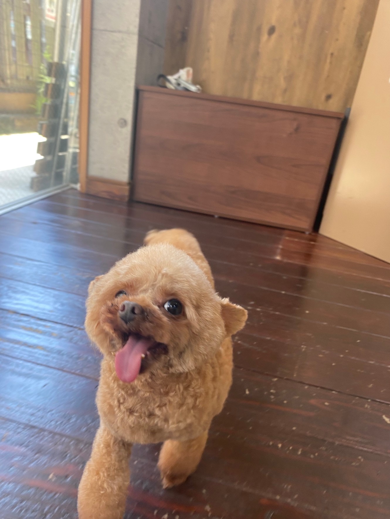 プリン・バンビちゃん🐩🐩