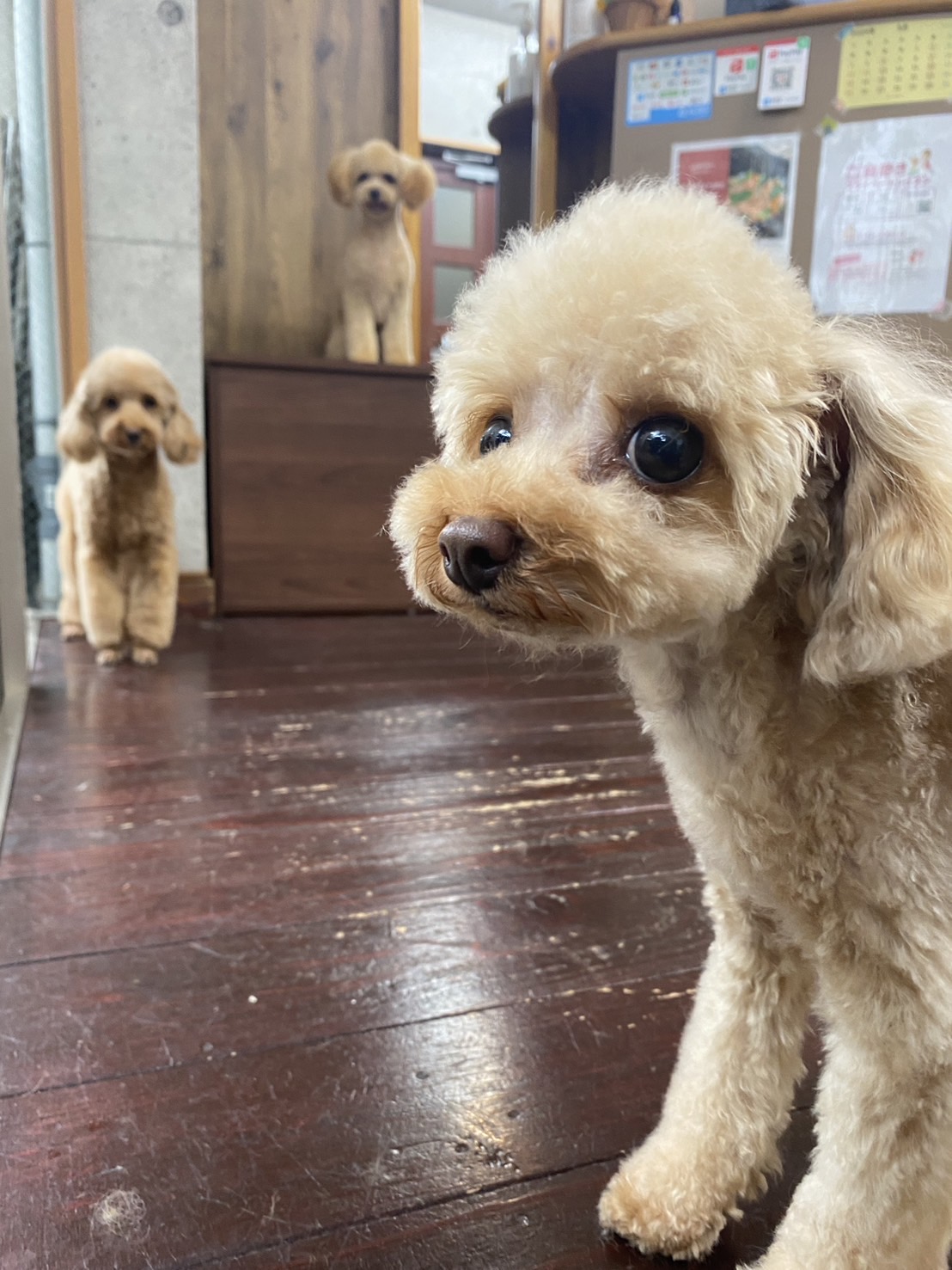 まめ&くるみ&せんべいちゃん🐩🐩🐩