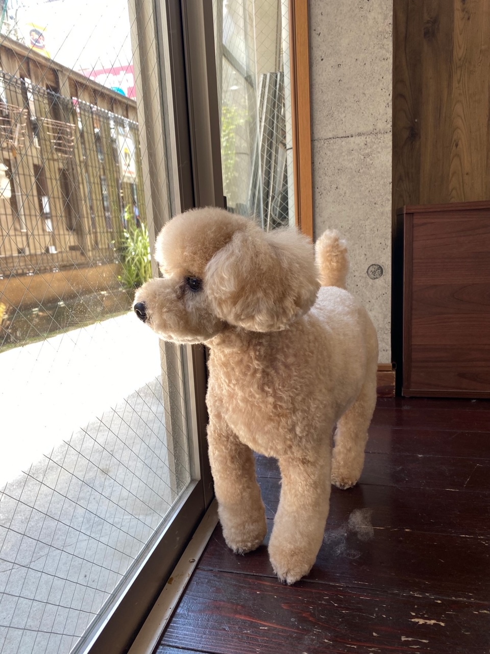 チップちゃん🐩