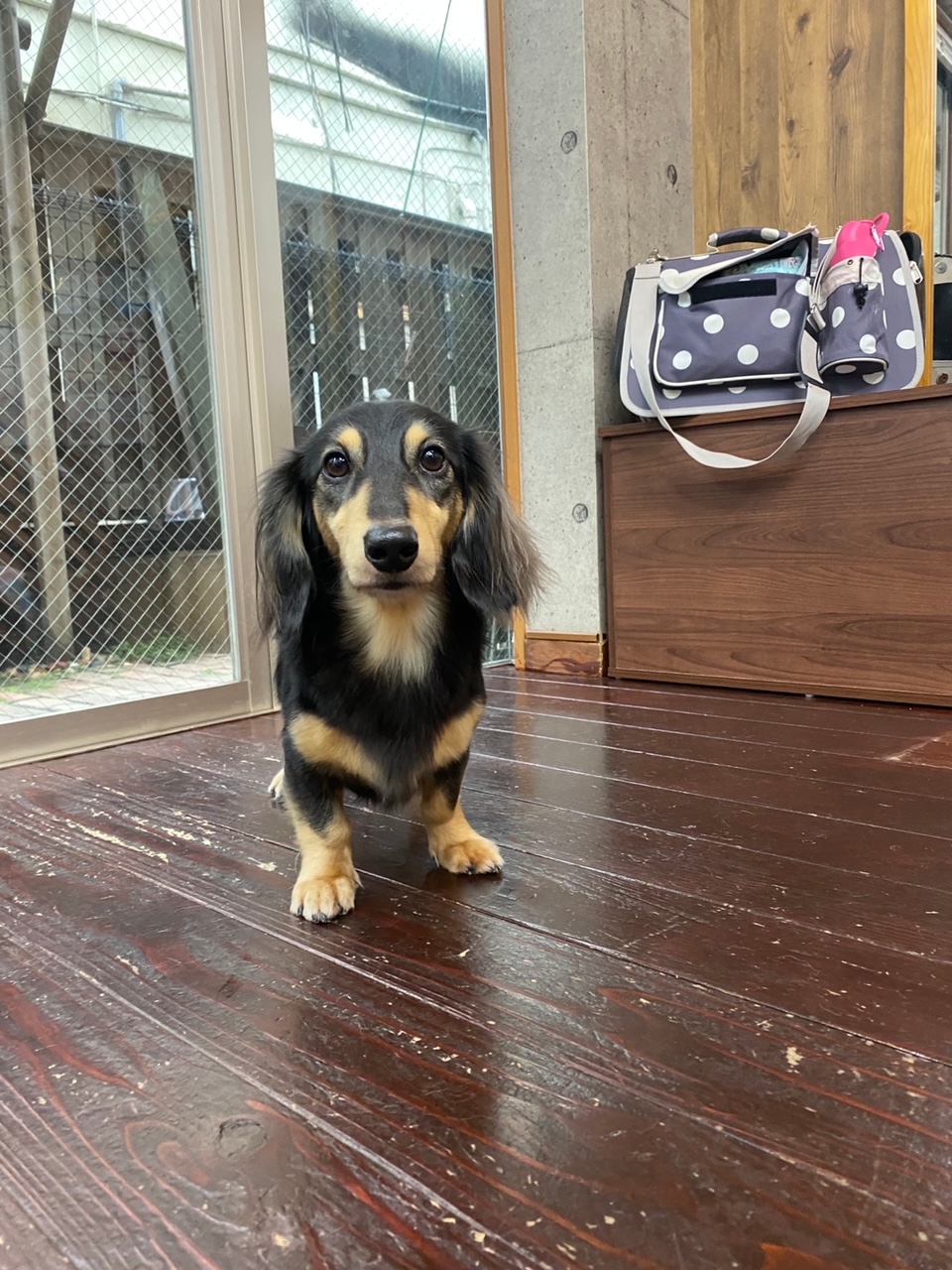 ホーリーちゃん🐶