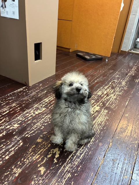 スピナちゃん🐩👶