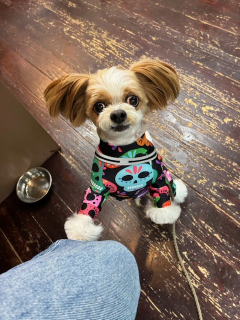 レオンちゃん🐶