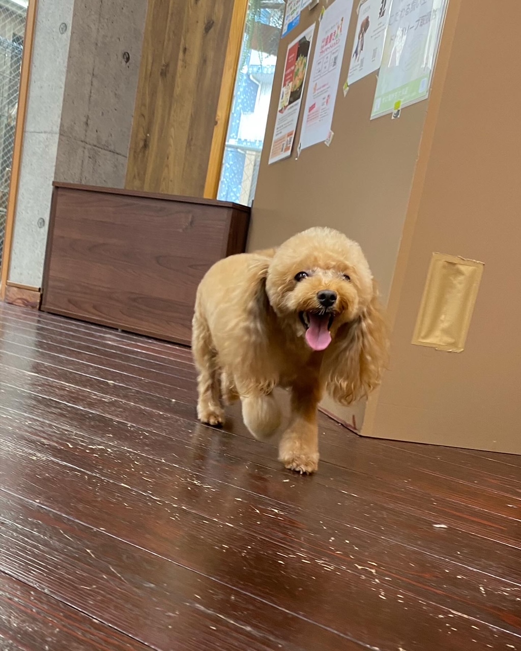 レイナちゃん🐩