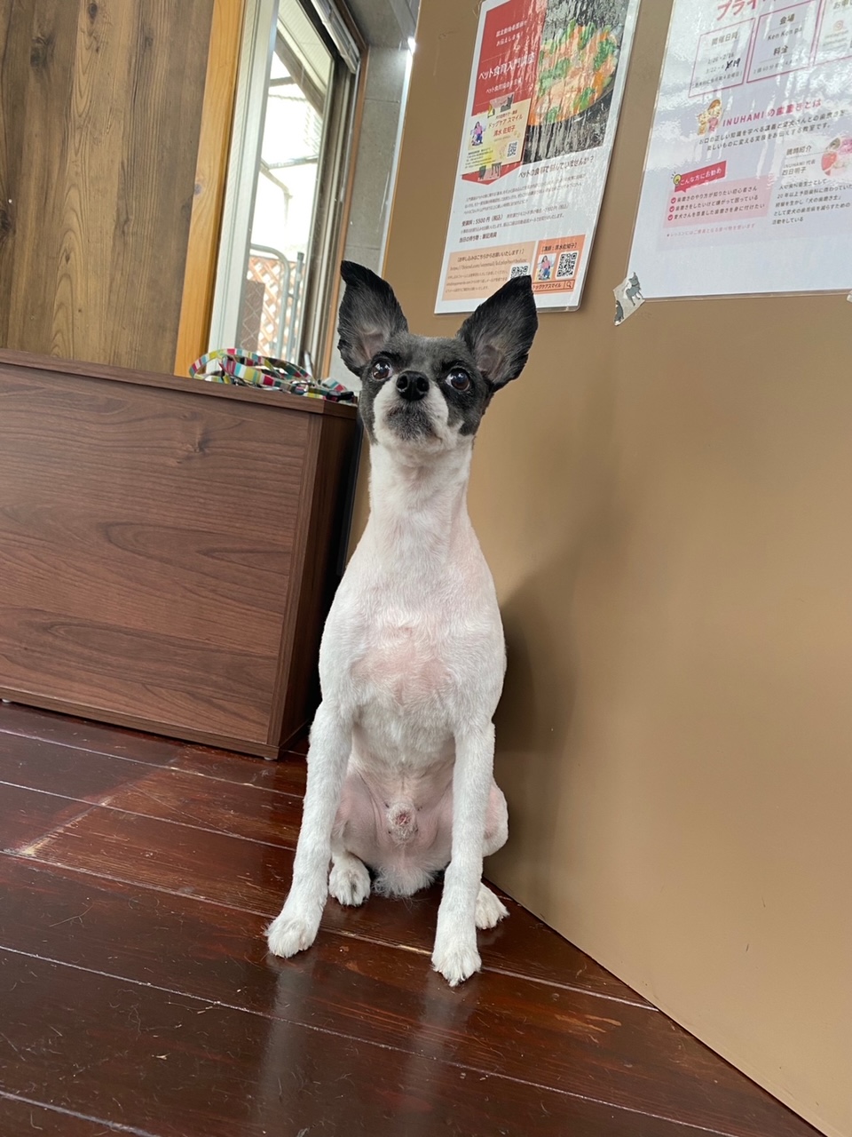 晴明(ハルミン)ちゃん🐶