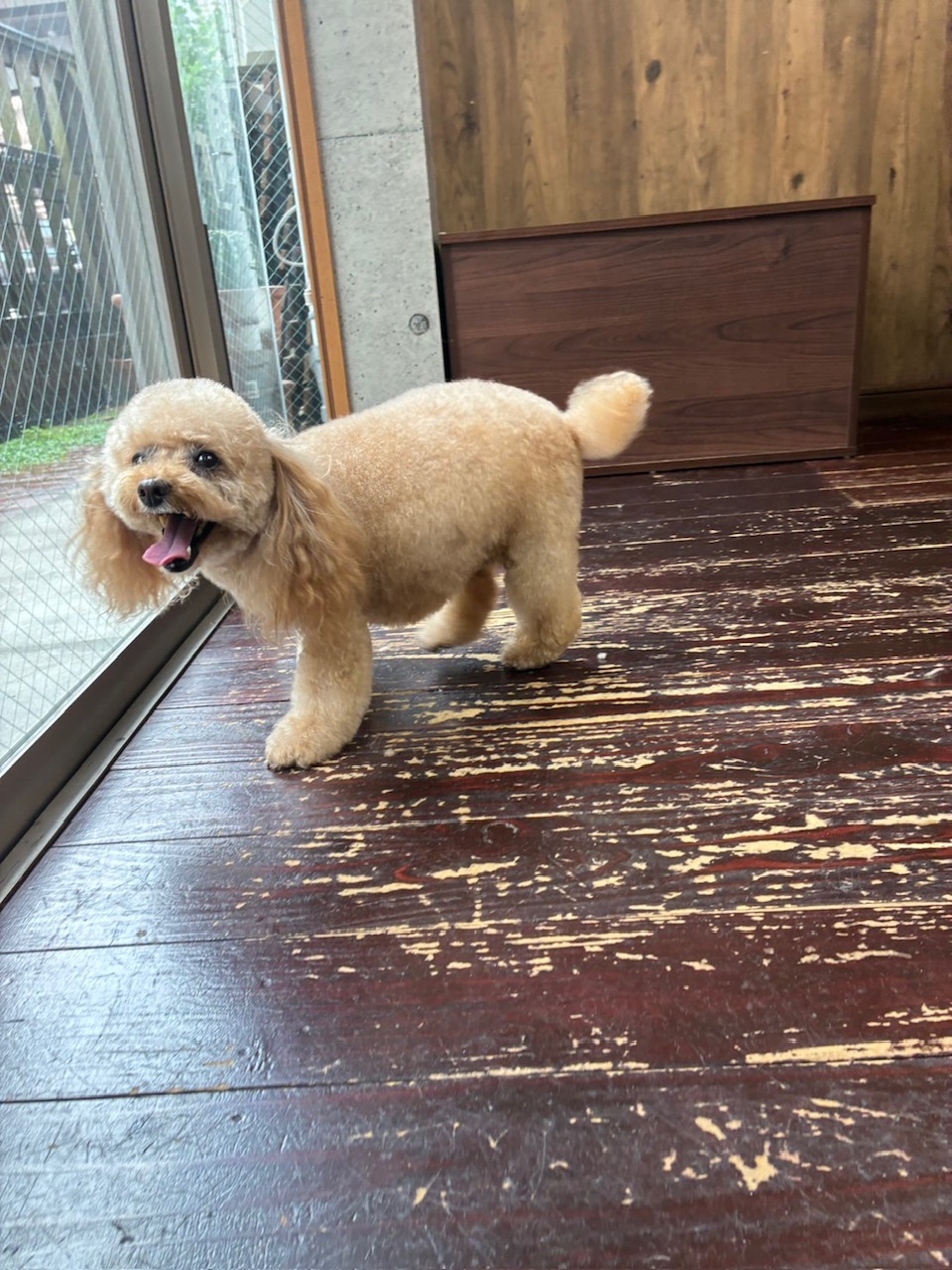 レイナちゃん🐩