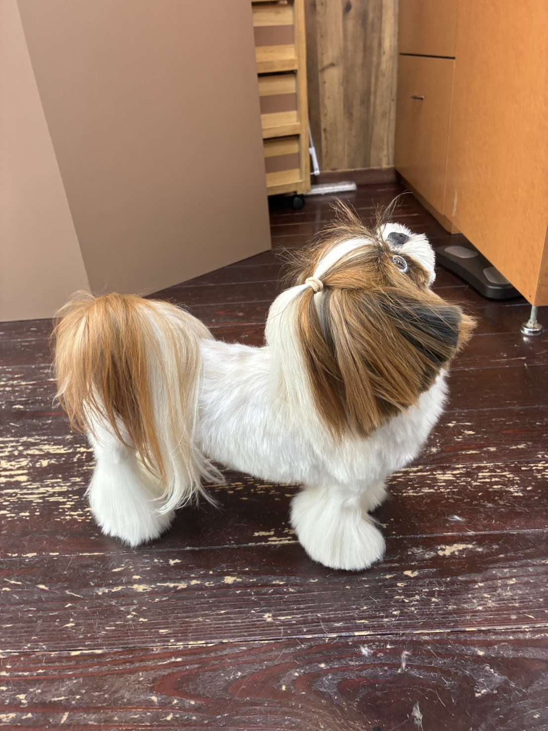 青玉(あおい)ちゃん🐶