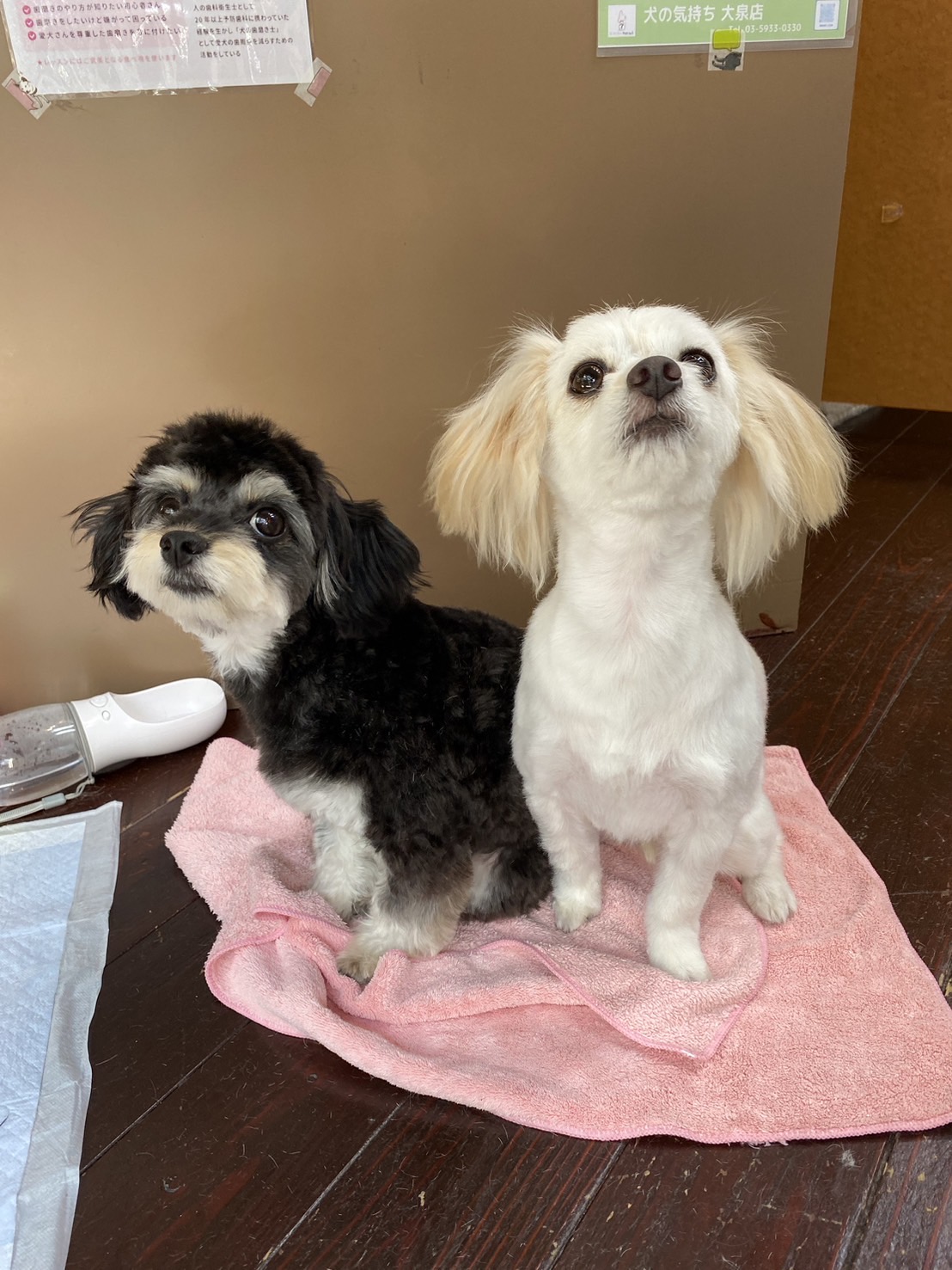 ティアちゃんとラルちゃん🐶🐶