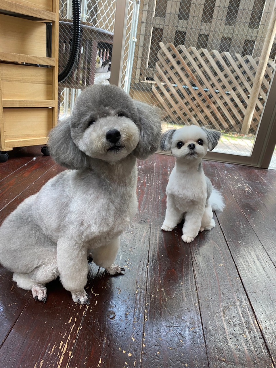 つくしちゃんと豆大福ちゃん🐶🐶