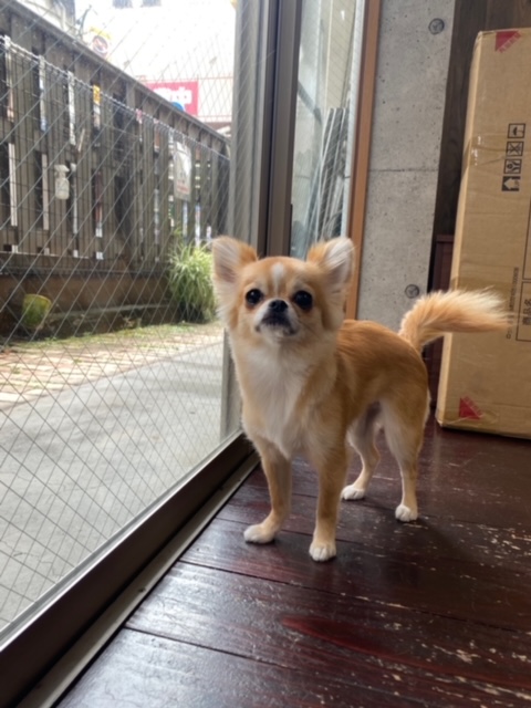 アニーちゃん🐶