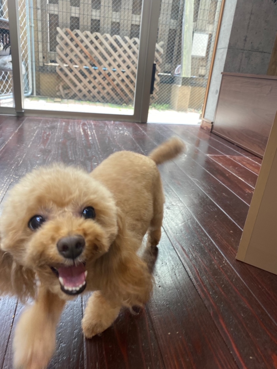 レイナちゃん🐩