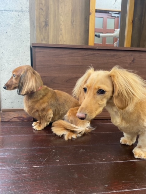 イヴちゃんとムギちゃん🐶🐶