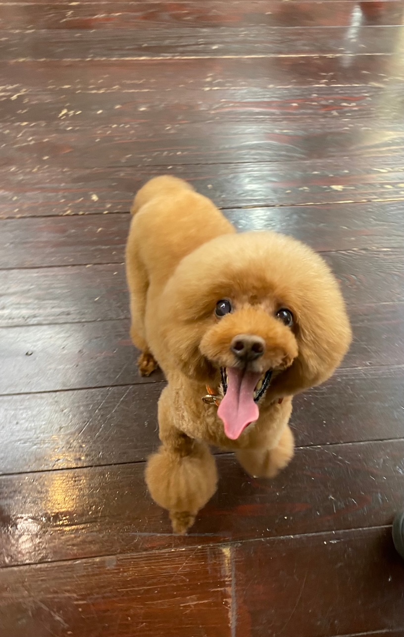 ここあちゃん🐩