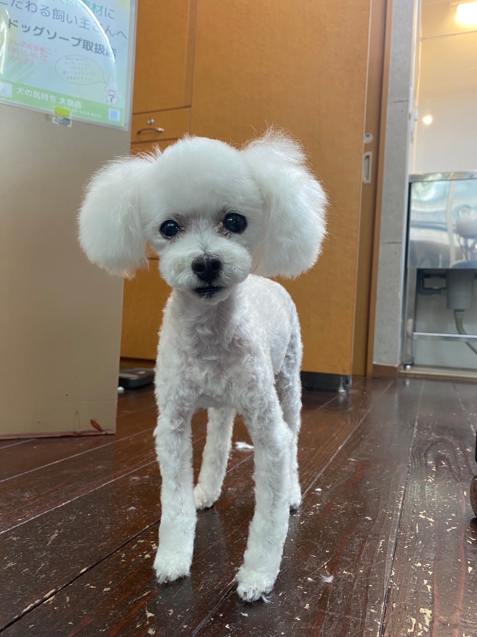 ましゅちゃん🐩