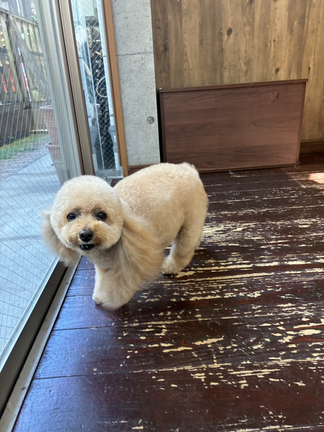 レイナちゃん🐩