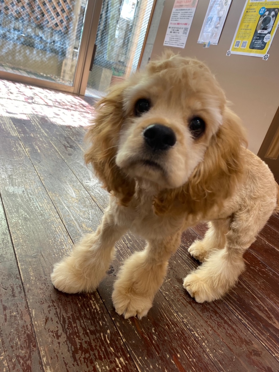 今川焼きちゃん??