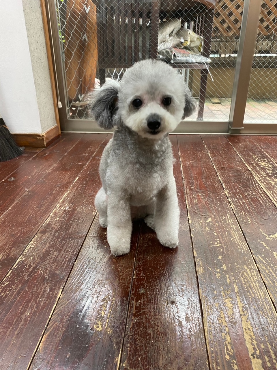 シルキーちゃん?