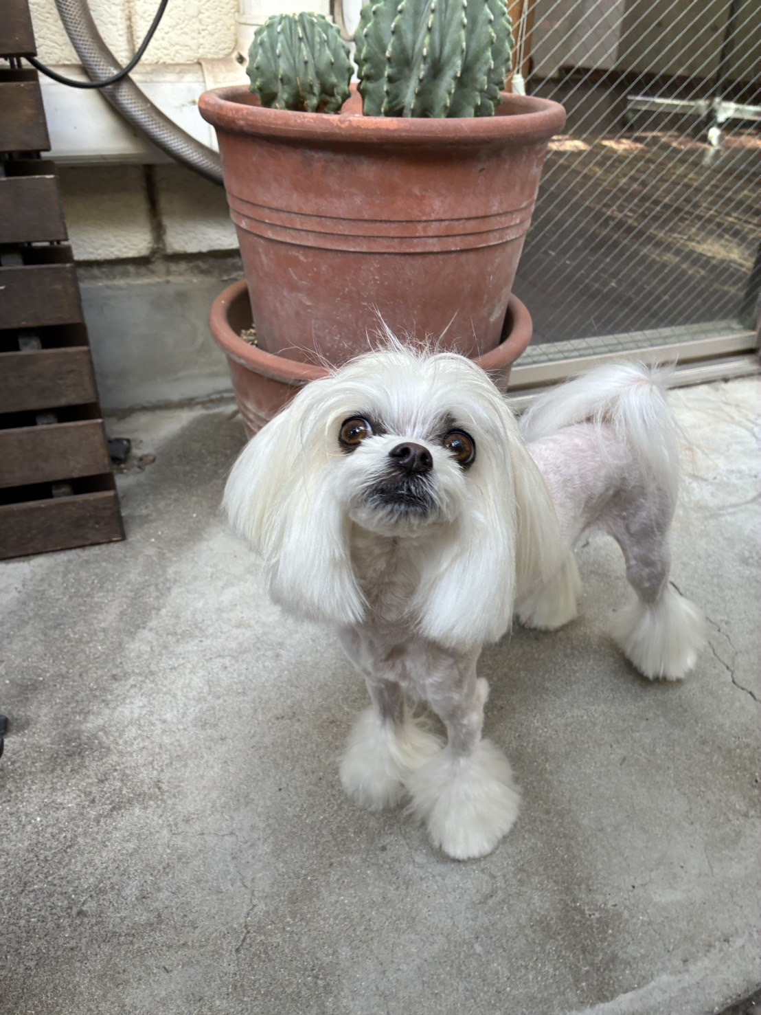 スカイちゃん🐶
