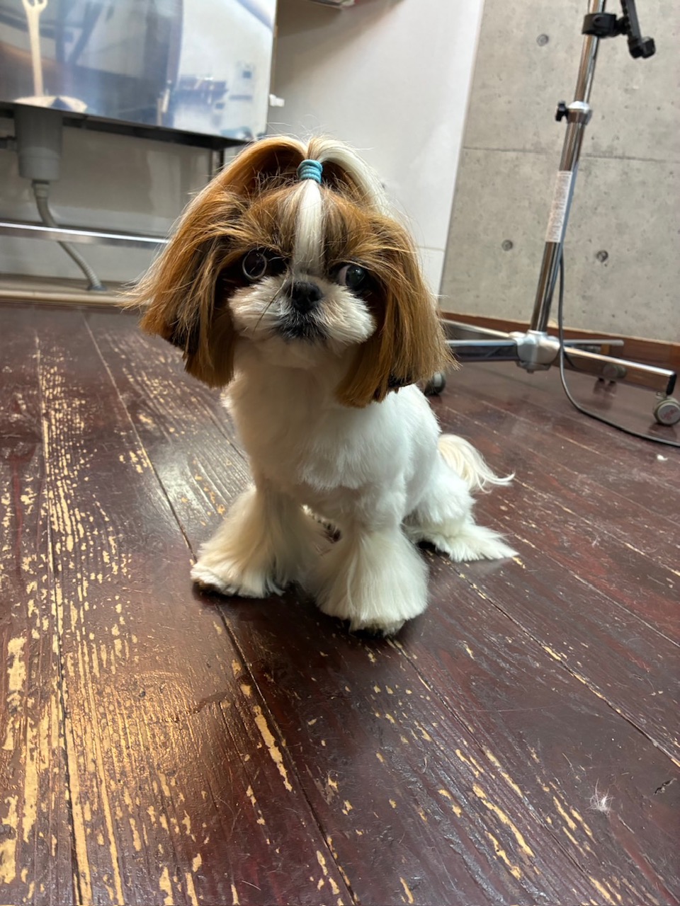 青玉(あおい)ちゃん🐶